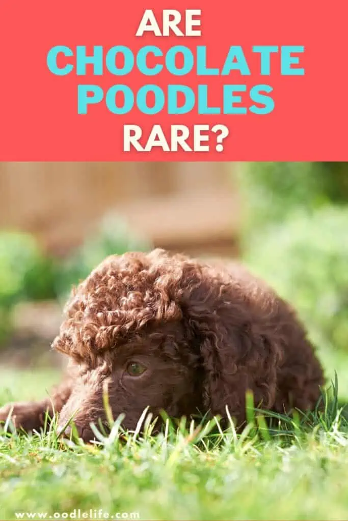 Are Chocolate Poodles Rare Do Their