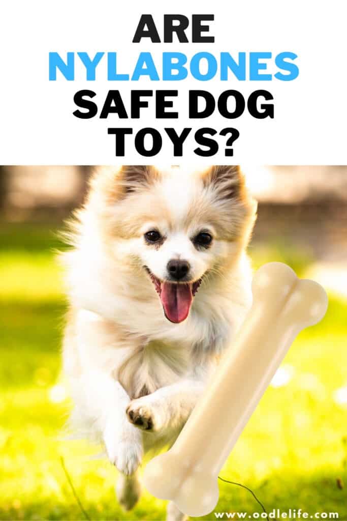 can puppies chew nylabone