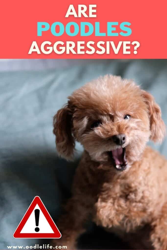are poodles aggressive