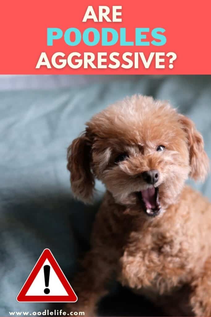 Are Poodle Aggressive