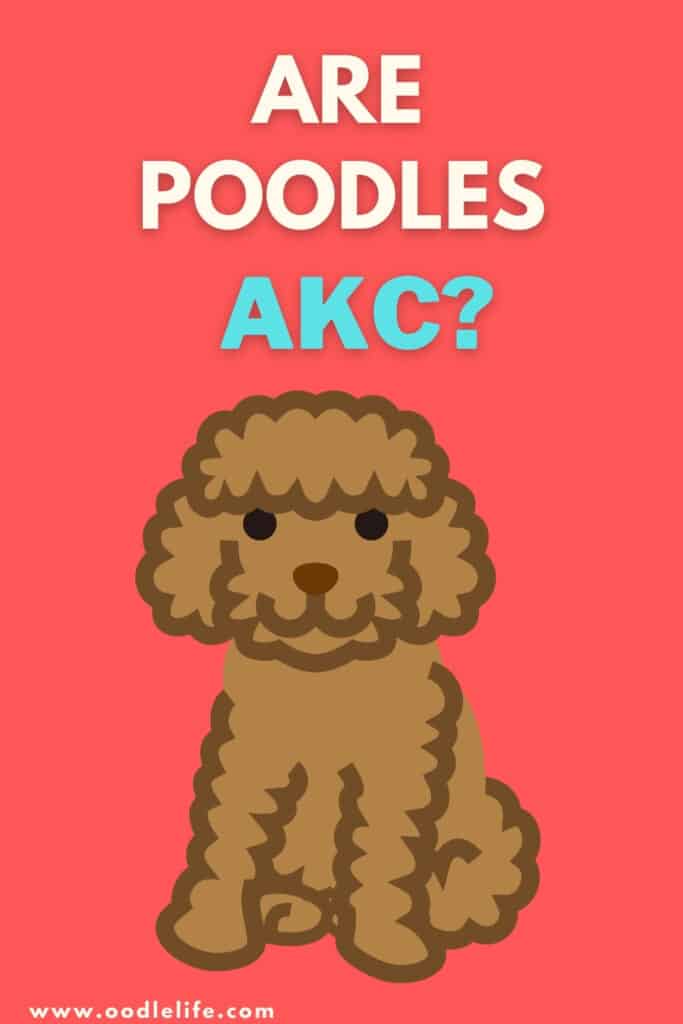 are poodles akc