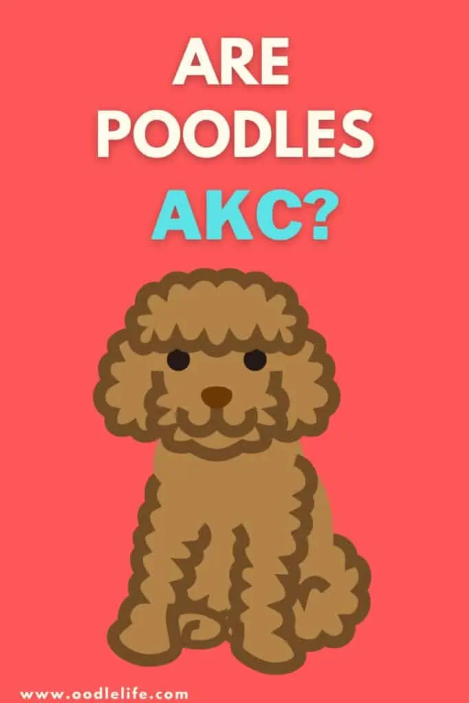 are poodles akc