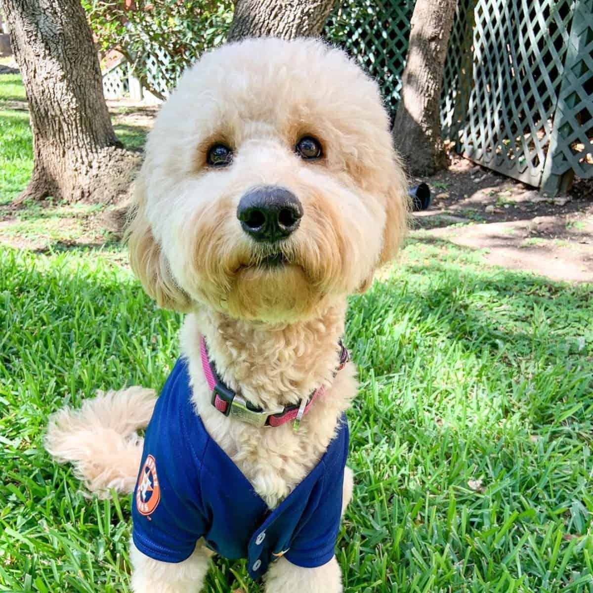 attending a ball game with Goldendoodle