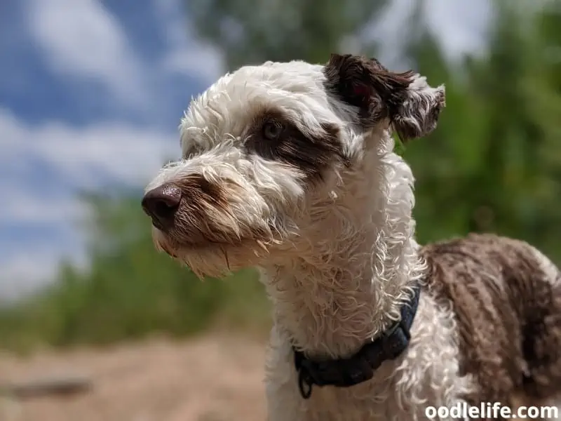 Aussiedoodle puppy outdoors