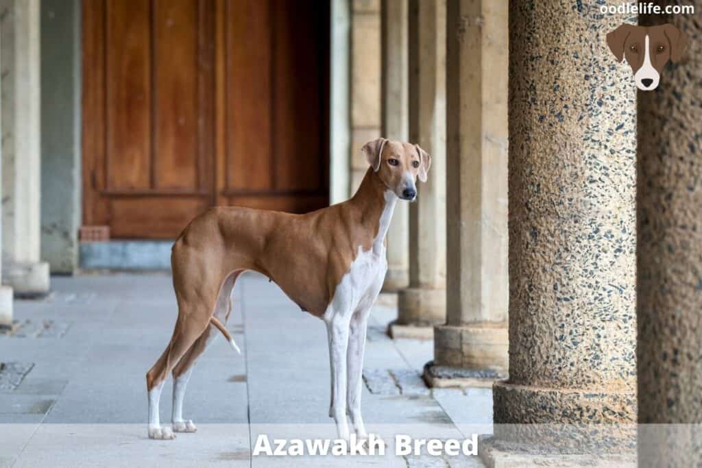 Azawakh dog breed