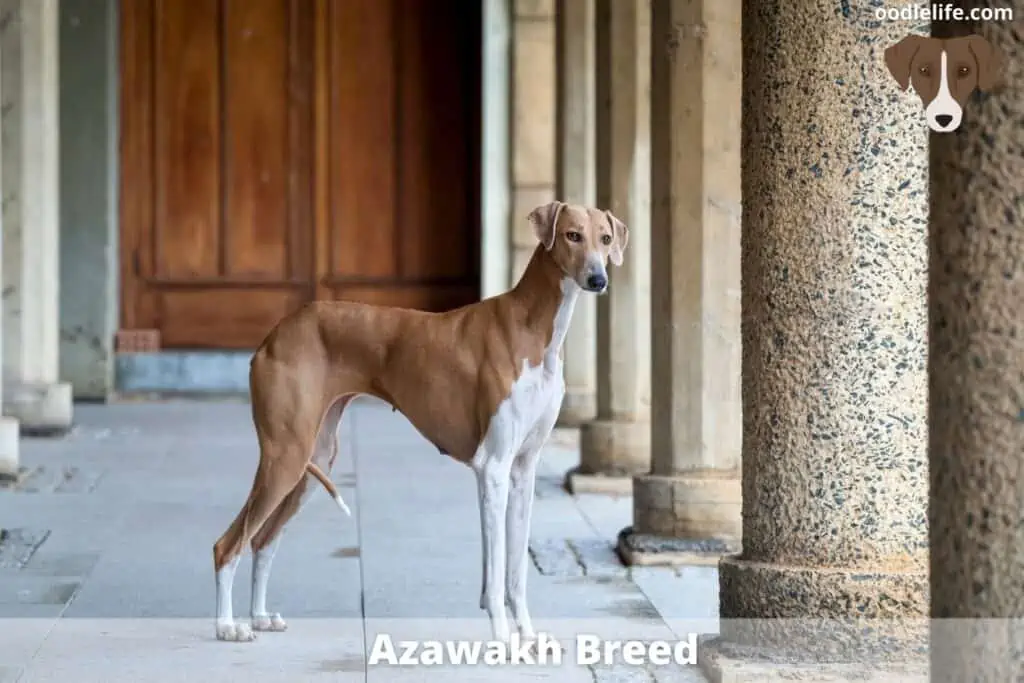 azawakh dog breed