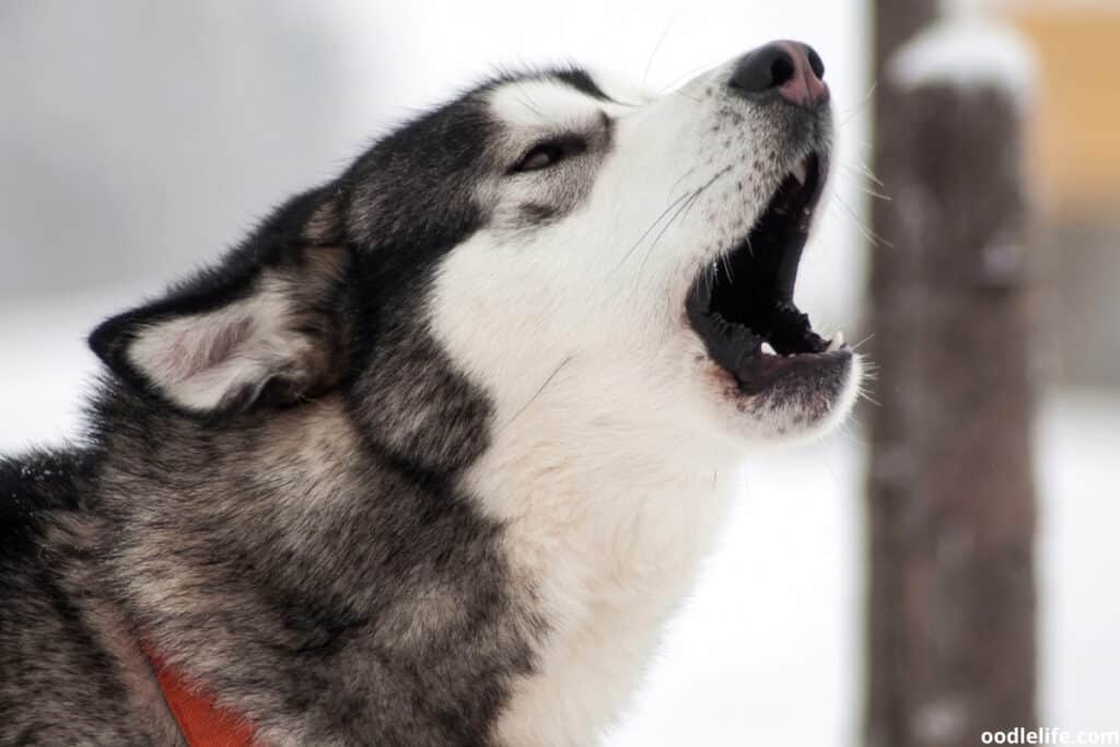 barking siberian husky