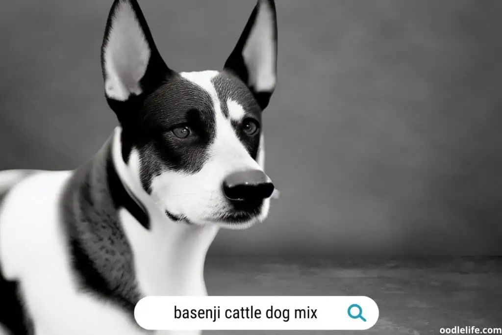 black and white basenji cattle dog mix