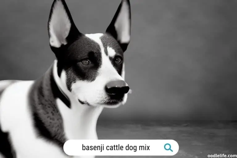 Cattle Dog Basenji Mix (5 Fun Facts)