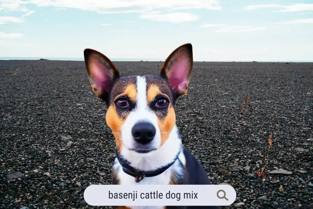 small basenji cattle dog mix