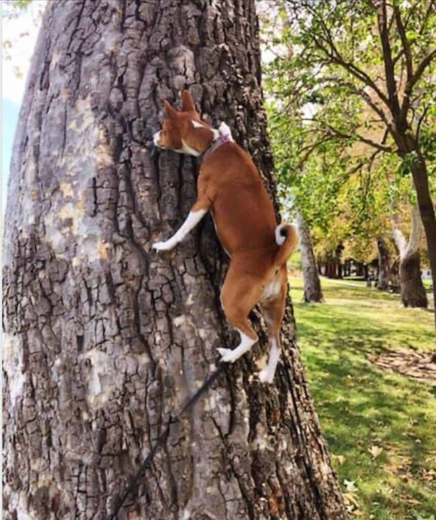 basenji climbing tree