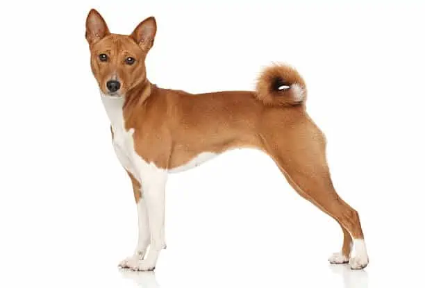Basenji dog posing on white background