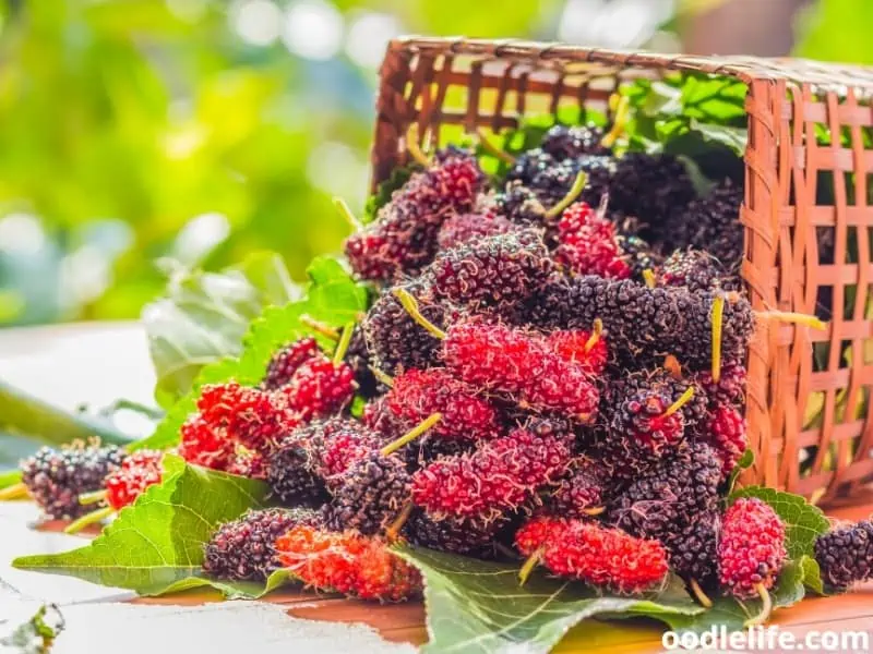 basket of mulberries