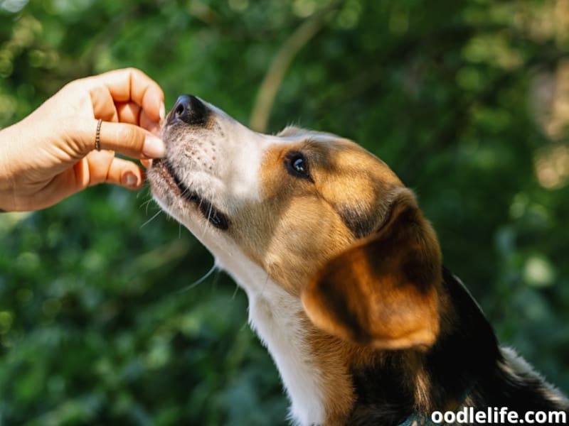 Beagle being fed by owner