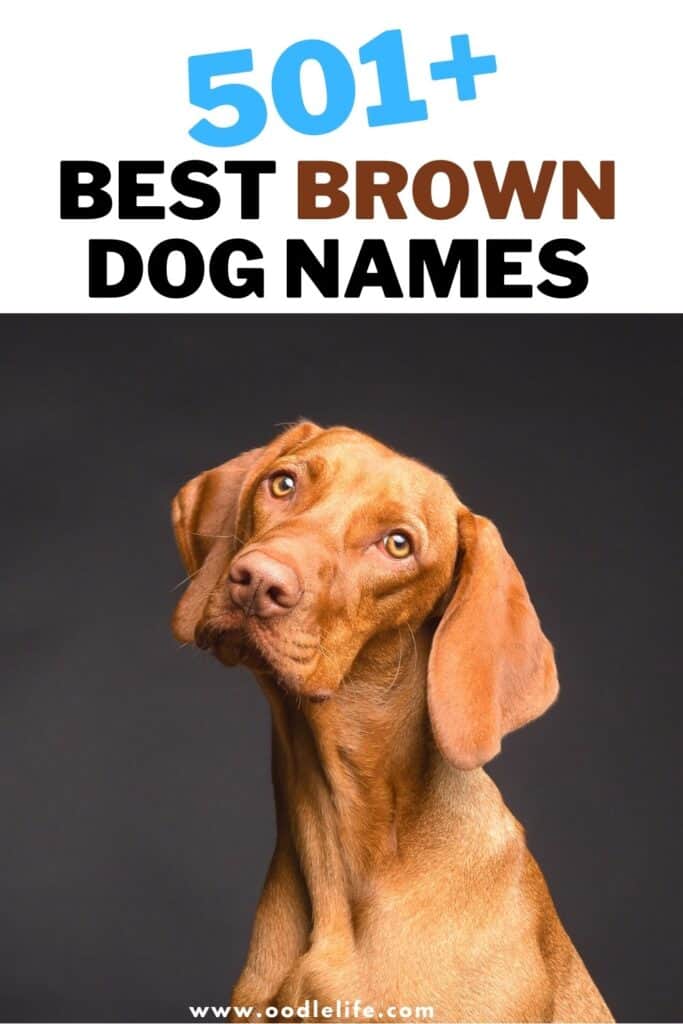 best brown dog names