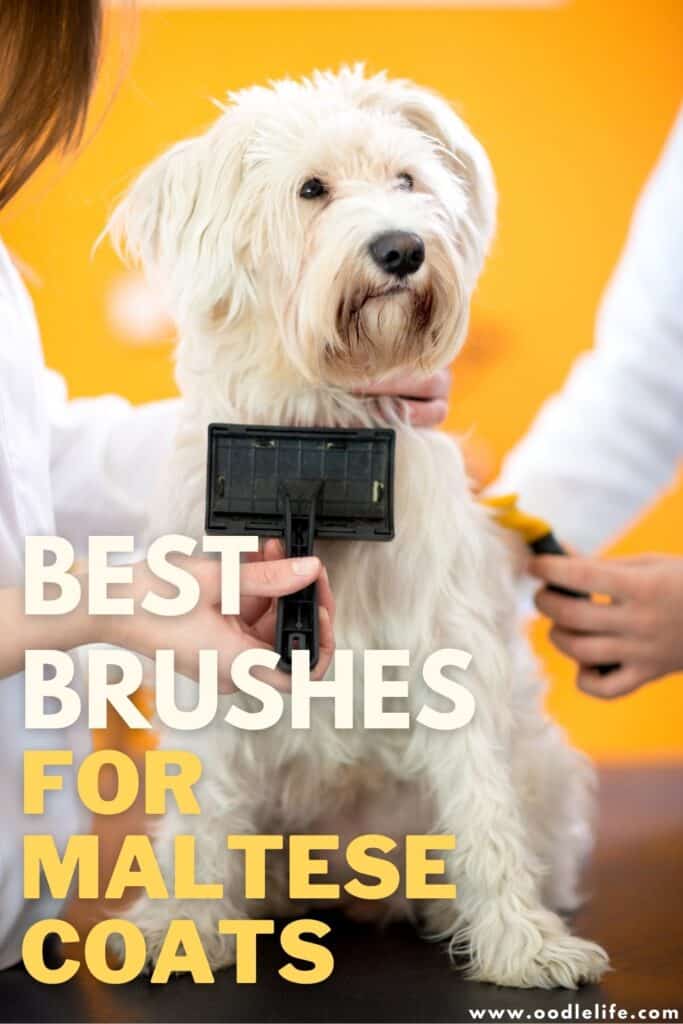 best brush for maltese dogs