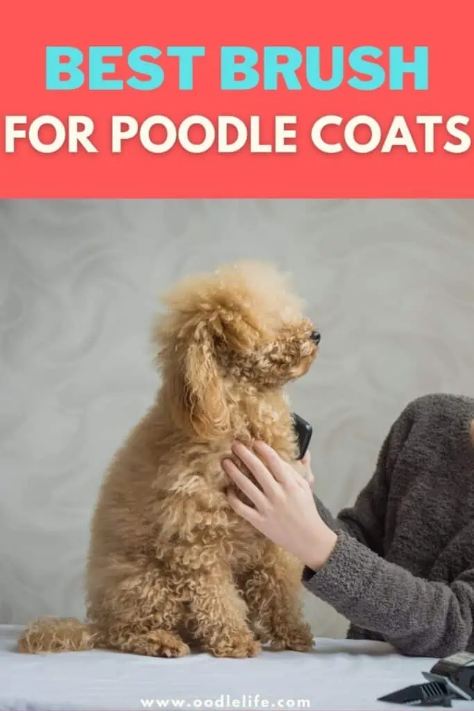 best brush for poodle