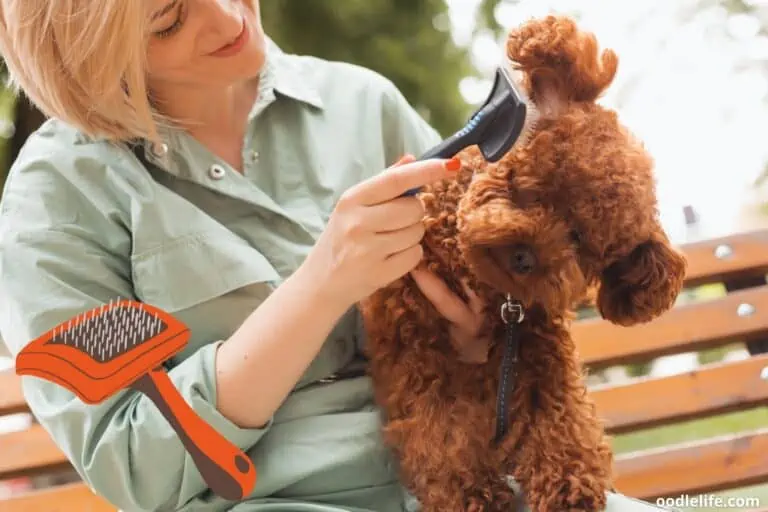 How to Brush a Poodle? [The Right Way]