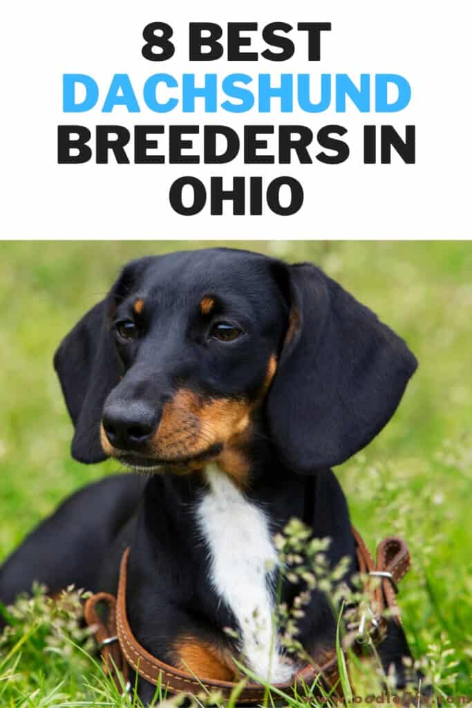 best dachshund breeders in ohio