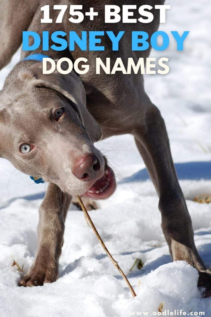 disney dogs names