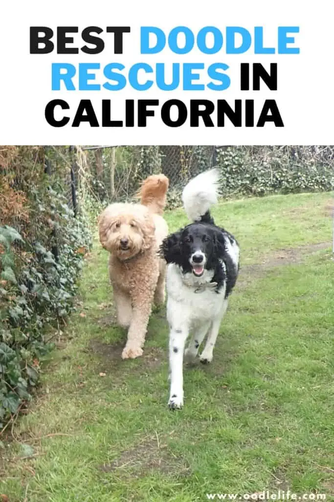 best doodle rescues in california