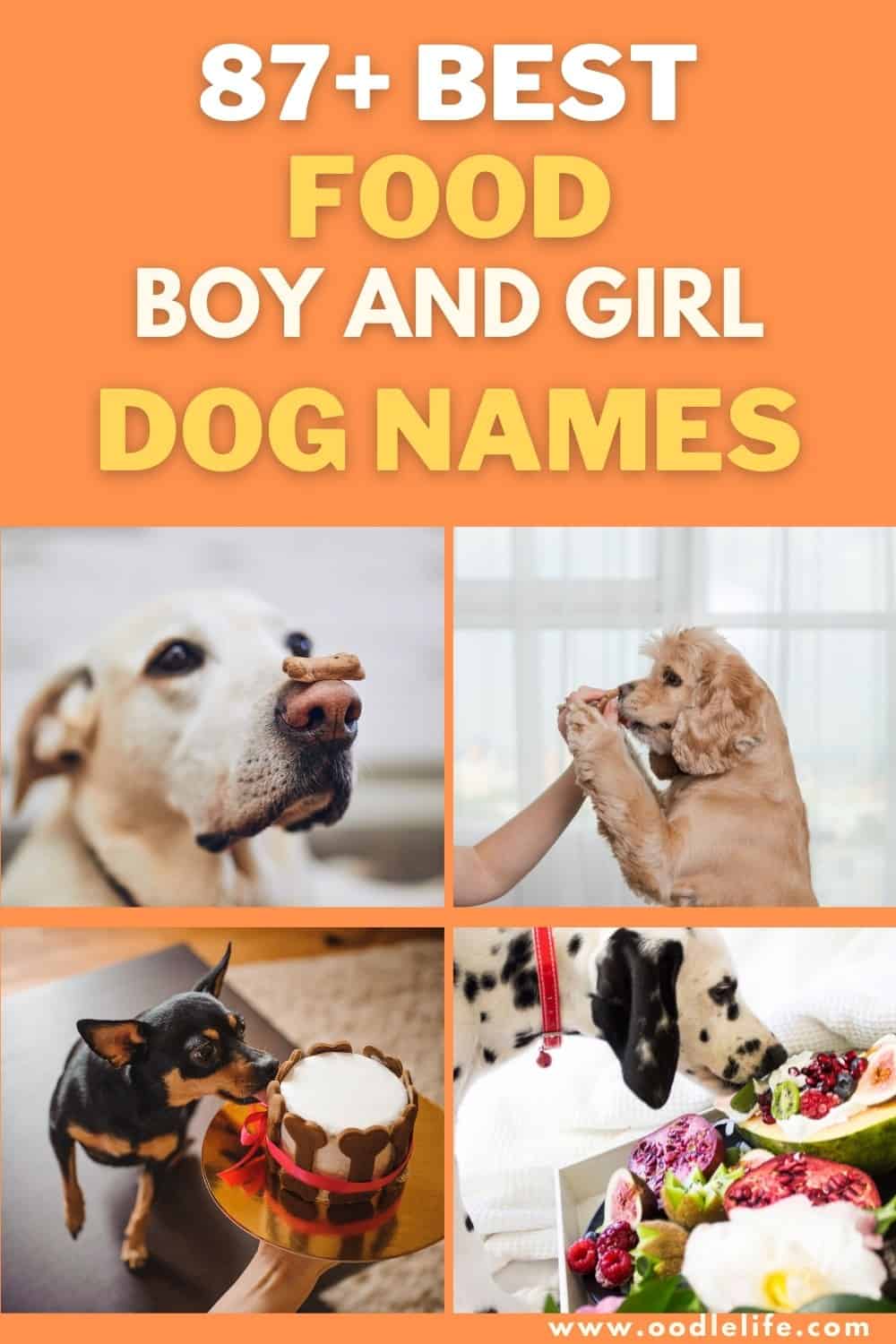 87 Best Food Names For Dogs Oodle Life