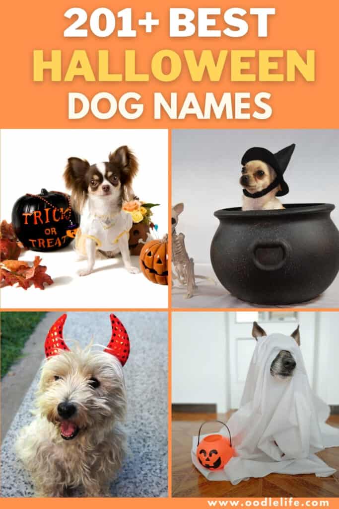 best halloween names for dogs