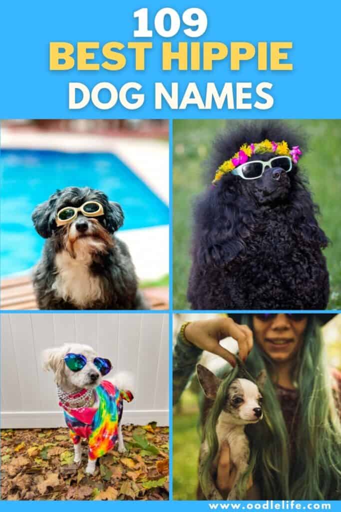 109 best hippie dog names