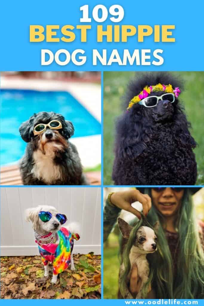 what are the best names for dogs