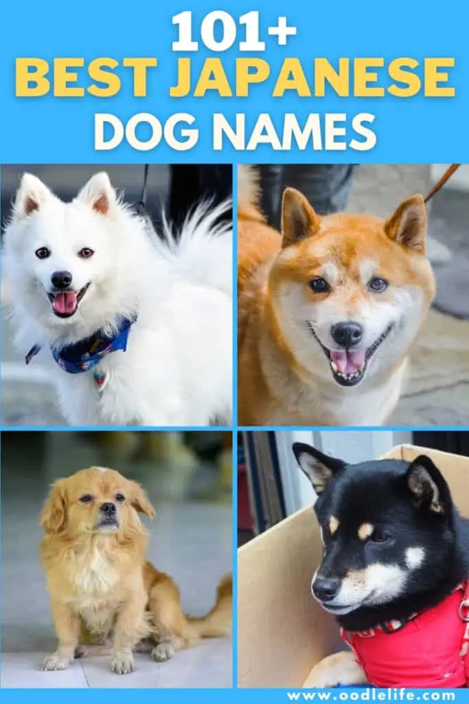 best japanese dog names