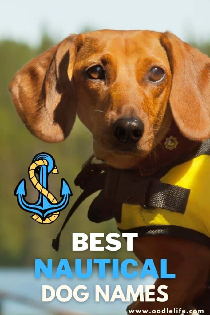 best nautical dog names