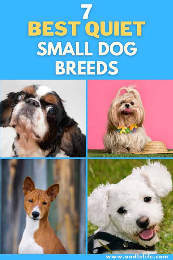 best quiet small dog breeds
