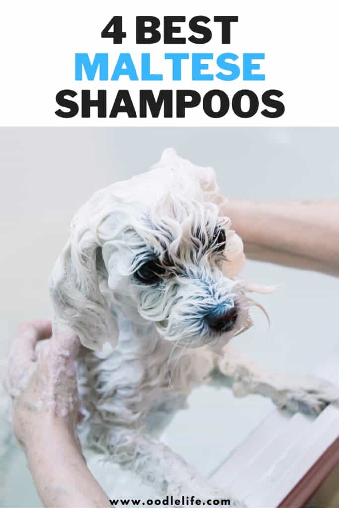 best shampoo for maltese dogs