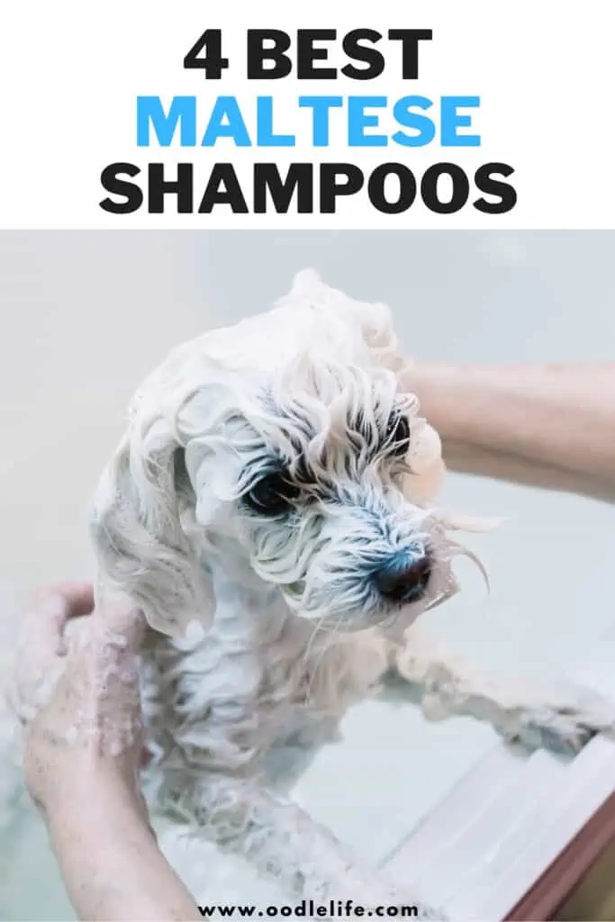 best shampoo for maltese dogs