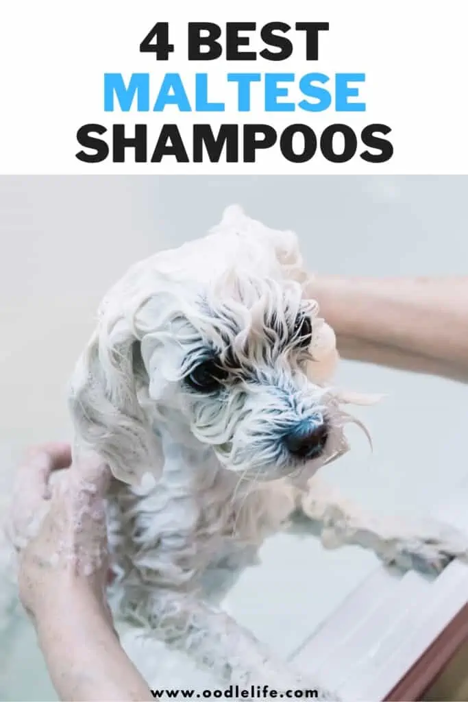 Best shampoo for deals maltese puppy