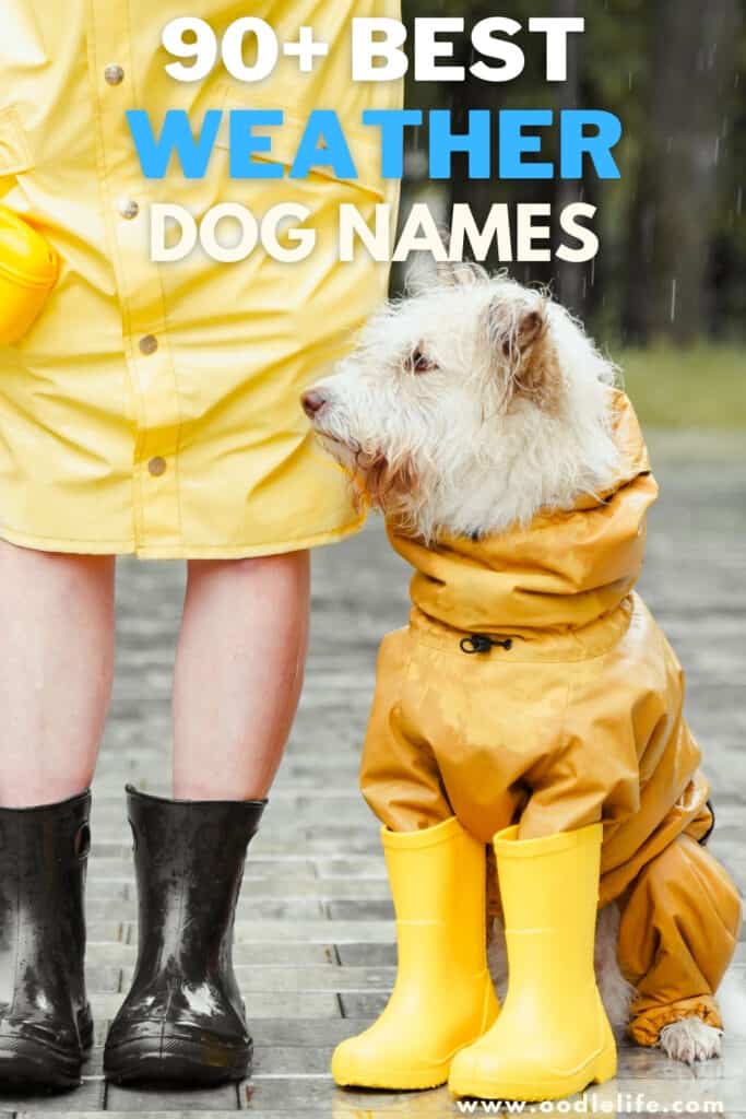 best weather dog names