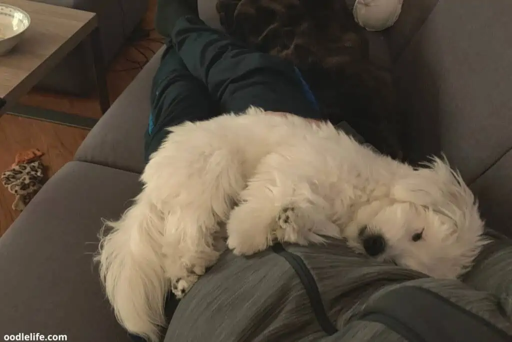 bichon sleeps on owner lap