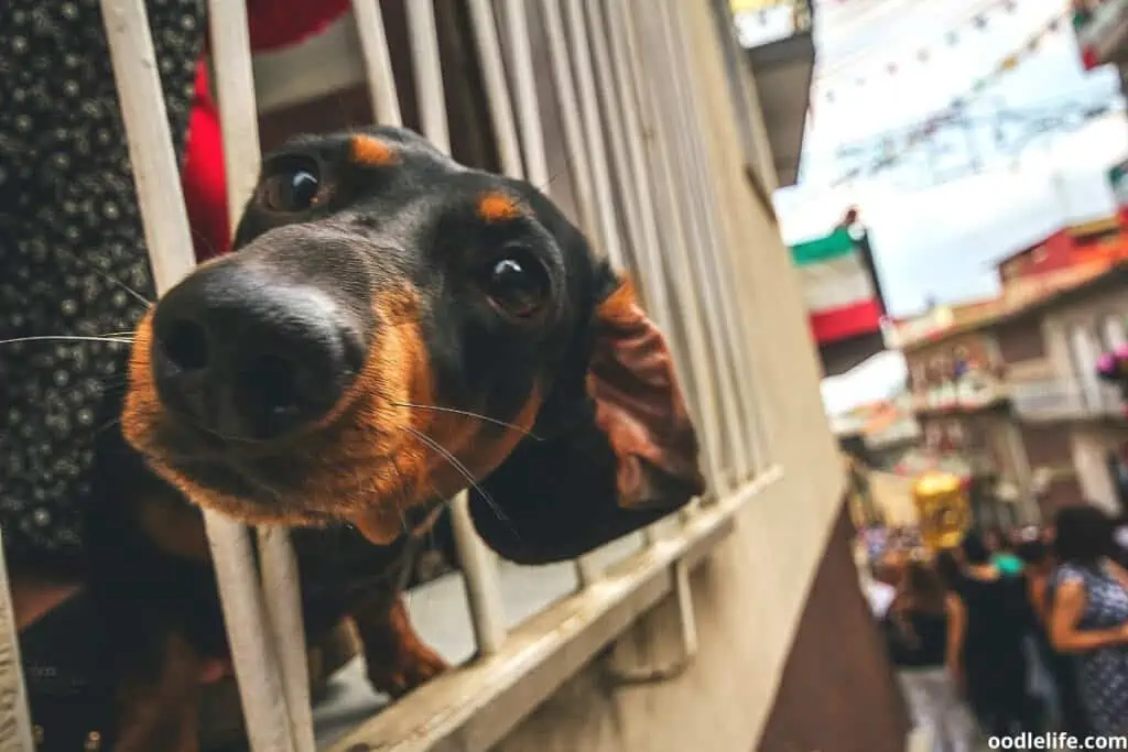 black and brown dachshund