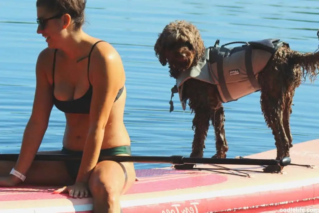 black labradoodle on a paddleboard