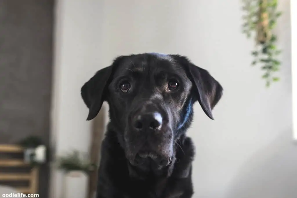 black labrador stares at camera