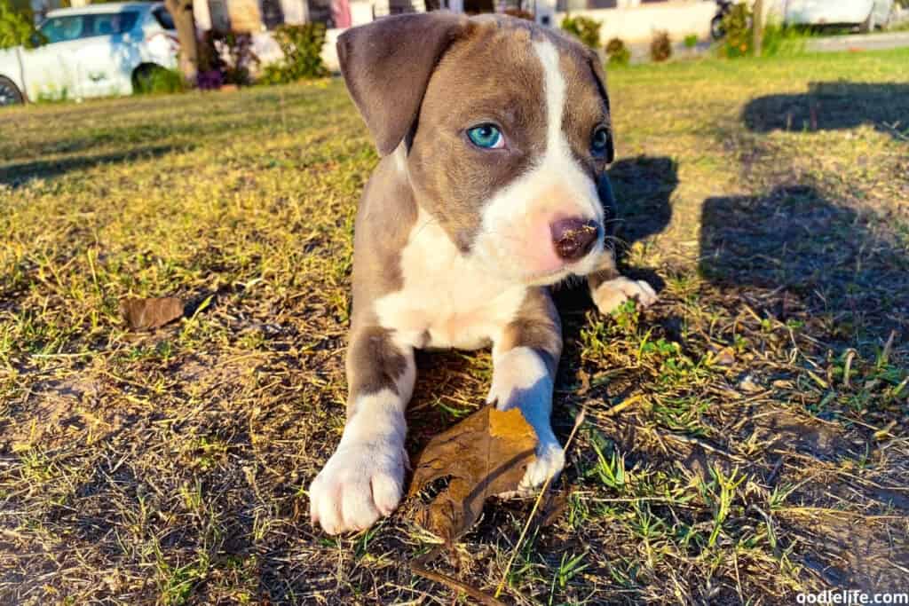 a blue eyed puppy on the grass outdoors