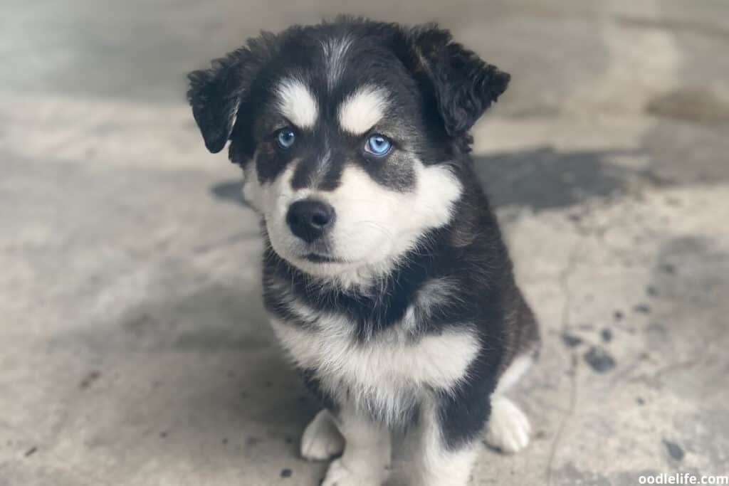 a blue eyed siberian husky puppy