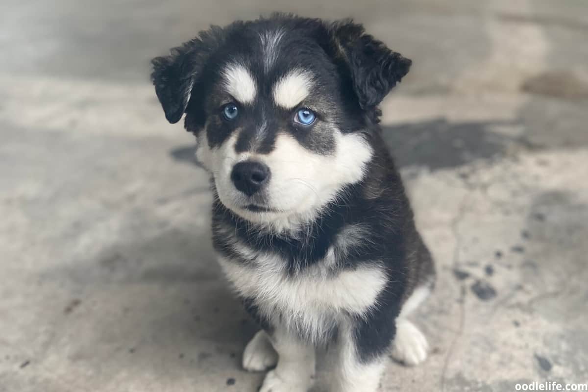 why do huskies eyes change color