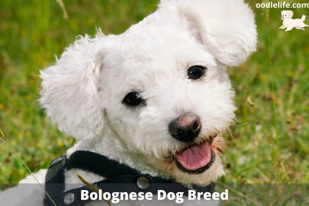 bolognese dog breed