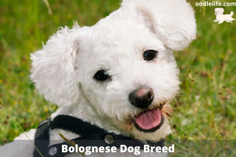 7 Best Quiet Small Dog Breeds (with photos)