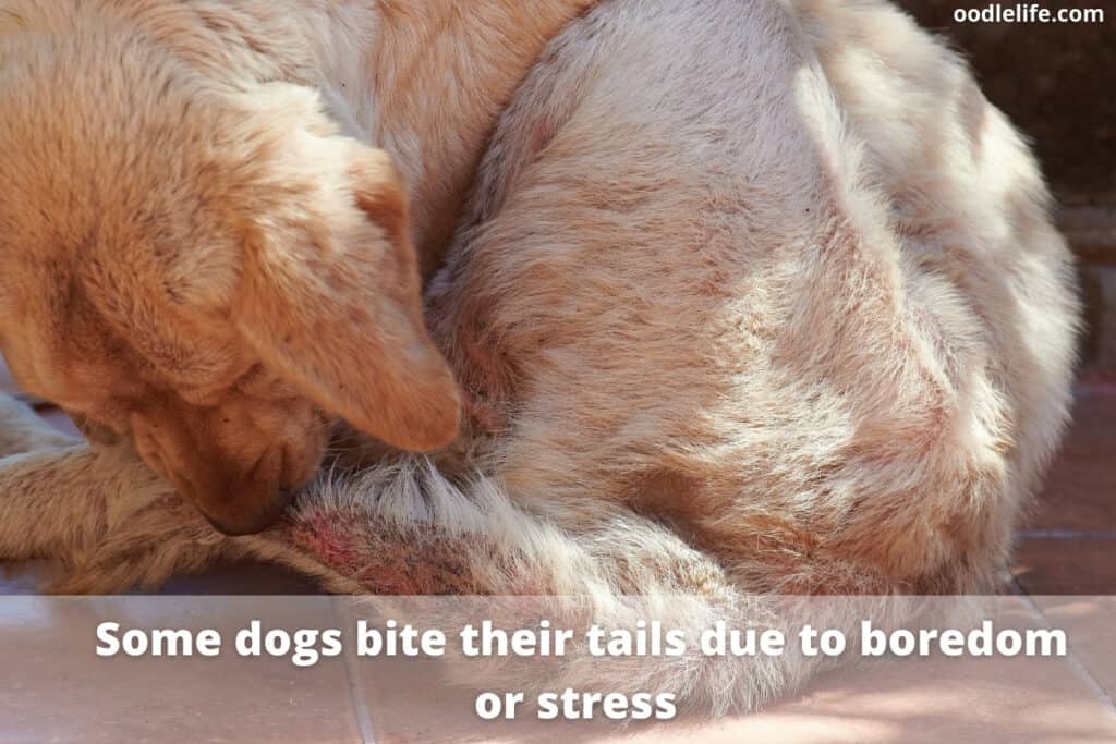 Why Dogs Bite Their Tail