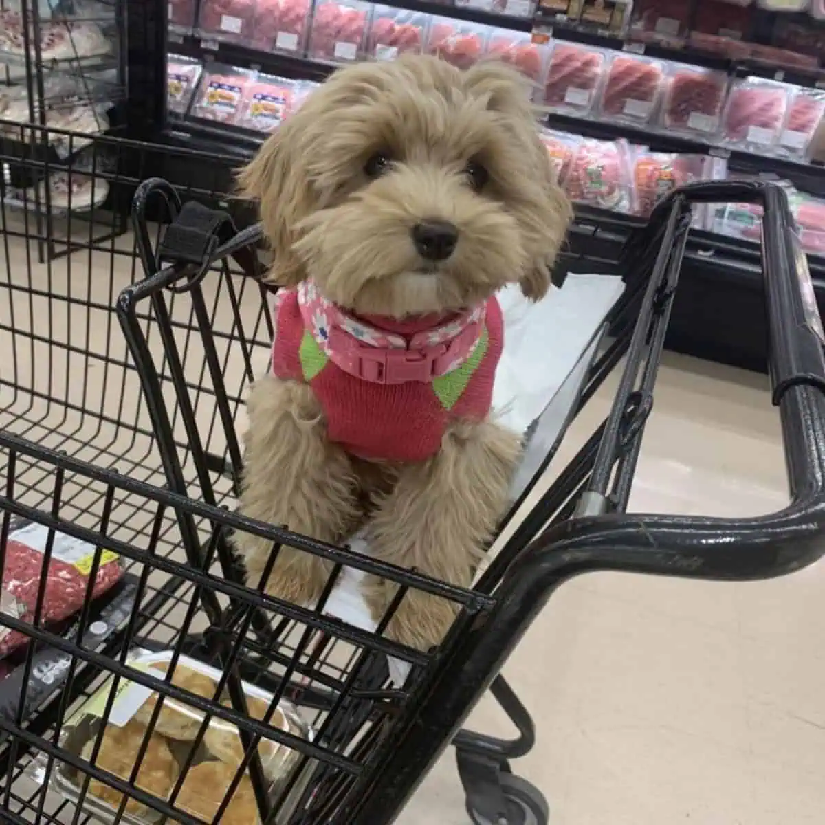bringing Cavapoo t grocery