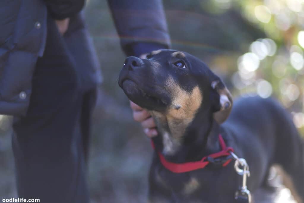 black and brown dog looking up at owner