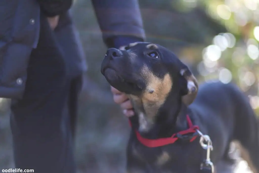 black and brown dog looking up at owner