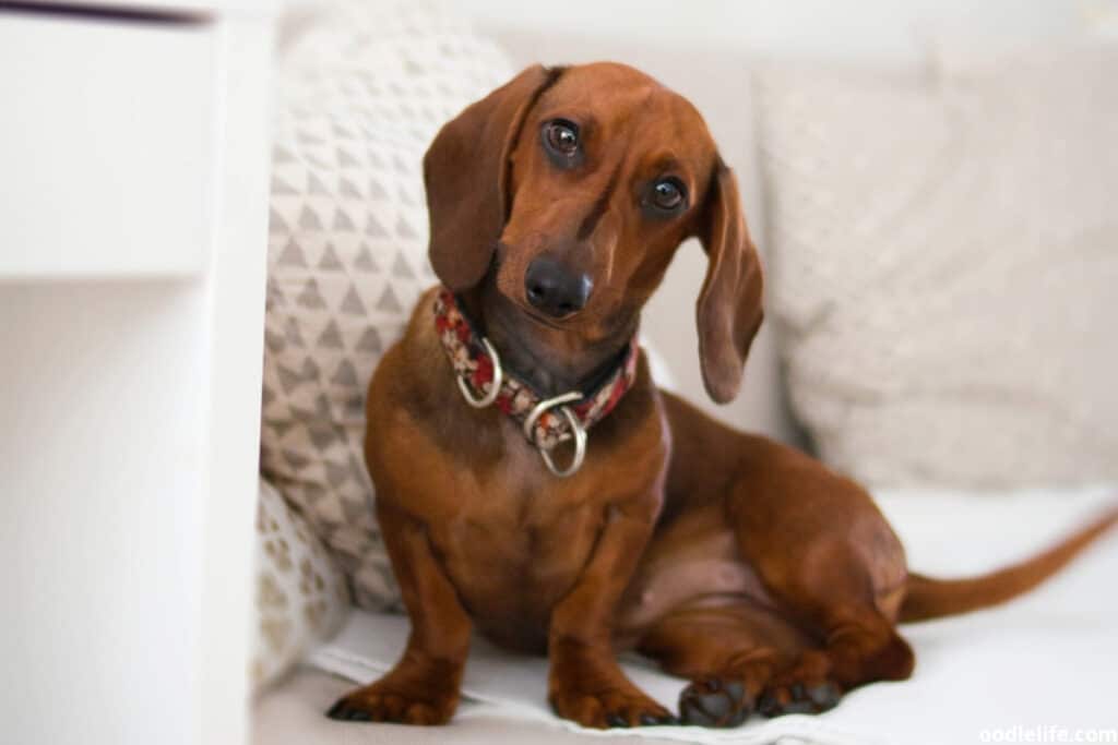 brown dachshund sits on vouch